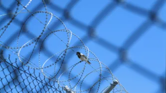 A bird sitting on top of a barbed wire fence.